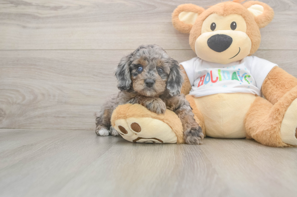 5 week old Mini Goldendoodle Puppy For Sale - Windy City Pups