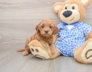8 week old Mini Goldendoodle Puppy For Sale - Windy City Pups