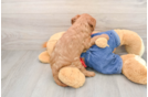 Friendly Mini Goldendoodle Baby