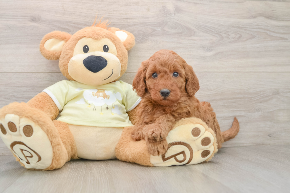 Mini Goldendoodle Pup Being Cute