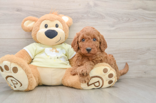 Mini Goldendoodle Pup Being Cute