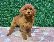 8 week old Mini Goldendoodle Puppy For Sale - Windy City Pups
