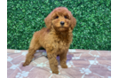 Best Mini Goldendoodle Baby