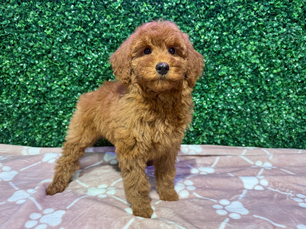 Best Mini Goldendoodle Baby