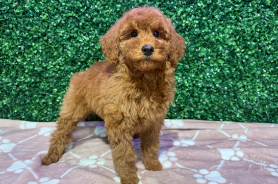 Best Mini Goldendoodle Baby