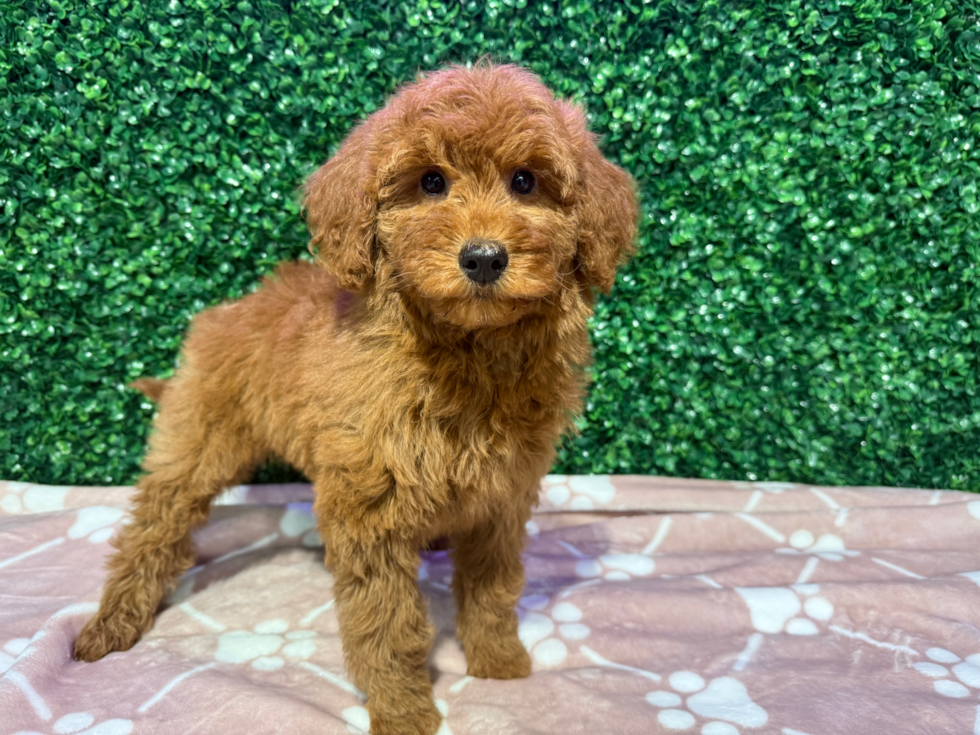 Mini Goldendoodle Pup Being Cute