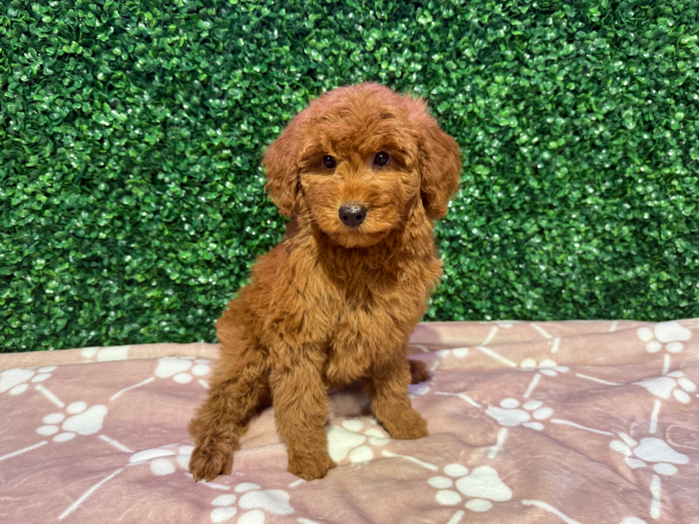 Best Mini Goldendoodle Baby