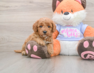 6 week old Mini Goldendoodle Puppy For Sale - Windy City Pups