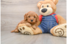 Mini Goldendoodle Puppy for Adoption