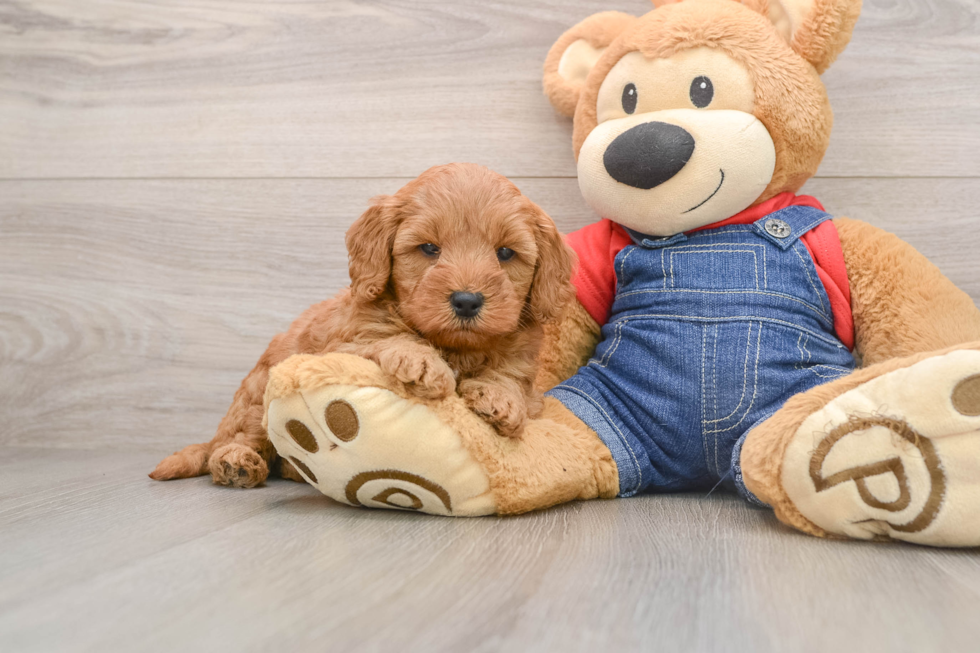 Mini Goldendoodle Puppy for Adoption
