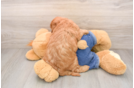 Funny Mini Goldendoodle Poodle Mix Pup