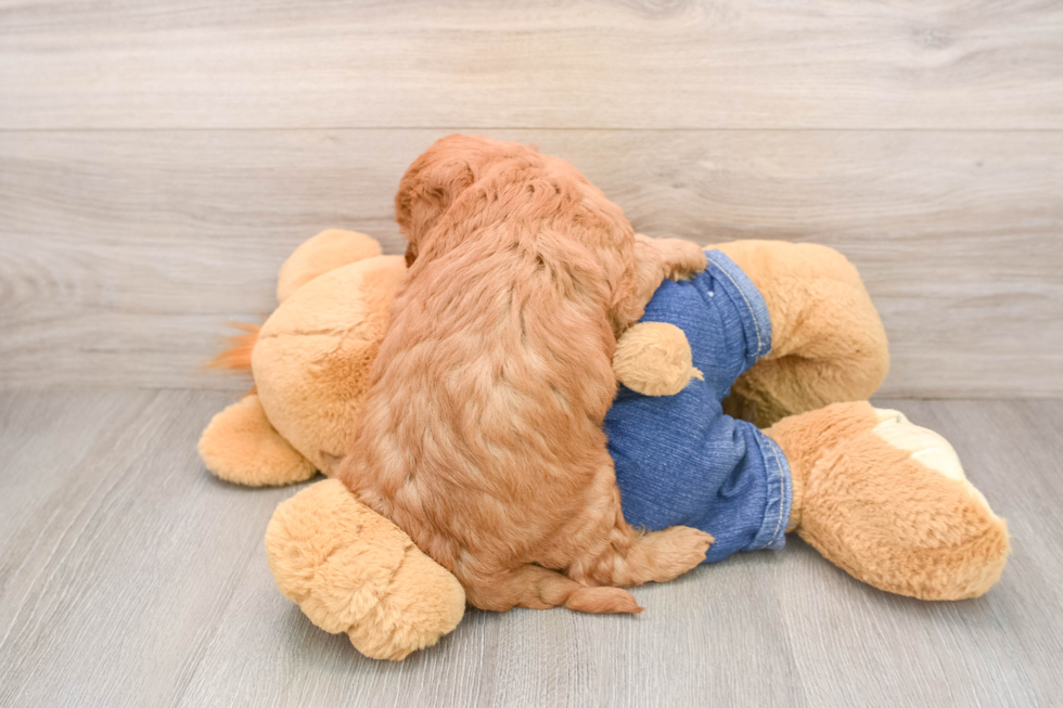 Funny Mini Goldendoodle Poodle Mix Pup