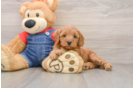Playful Mini Groodle Poodle Mix Puppy