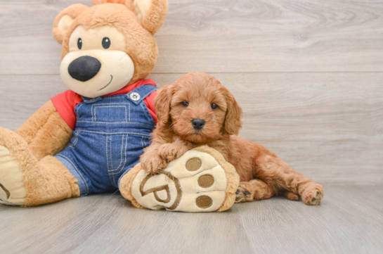 Playful Mini Groodle Poodle Mix Puppy