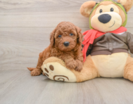 7 week old Mini Goldendoodle Puppy For Sale - Windy City Pups