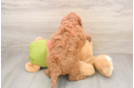 Funny Mini Goldendoodle Poodle Mix Pup