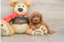 Mini Goldendoodle Pup Being Cute