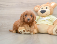 5 week old Mini Goldendoodle Puppy For Sale - Windy City Pups