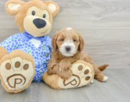 6 week old Mini Goldendoodle Puppy For Sale - Windy City Pups