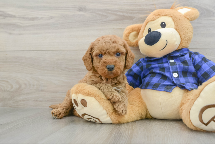 Mini Goldendoodle Puppy for Adoption