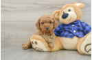 Mini Goldendoodle Puppy for Adoption