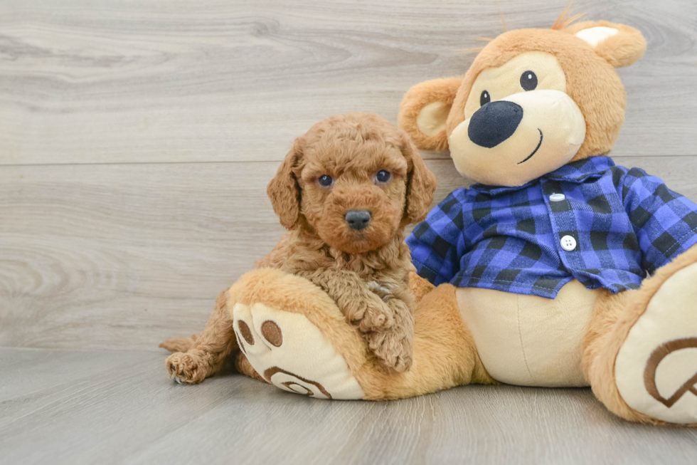 Mini Goldendoodle Puppy for Adoption