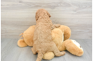 Mini Goldendoodle Pup Being Cute