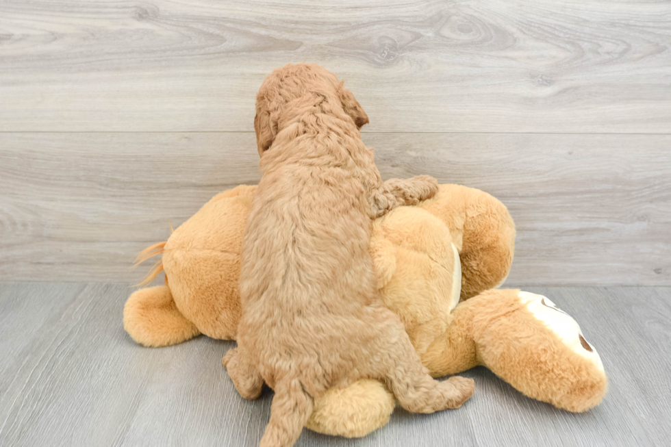 Mini Goldendoodle Pup Being Cute