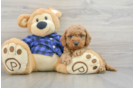 Mini Goldendoodle Pup Being Cute