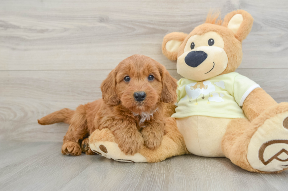 7 week old Mini Goldendoodle Puppy For Sale - Windy City Pups