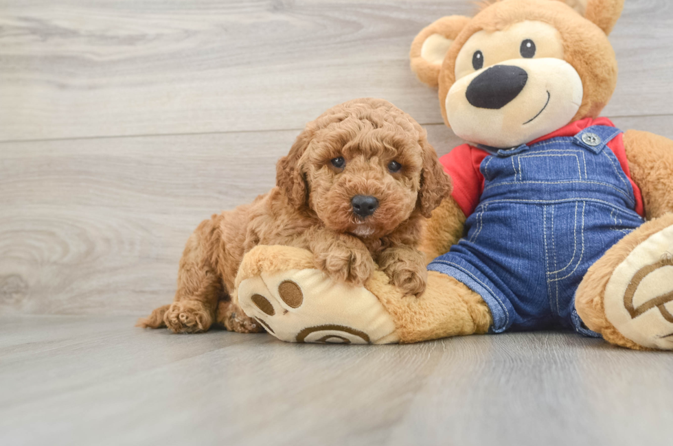 6 week old Mini Goldendoodle Puppy For Sale - Windy City Pups