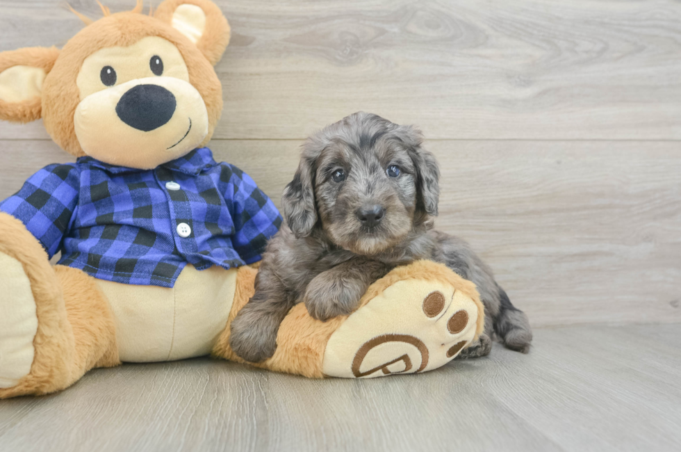 5 week old Mini Goldendoodle Puppy For Sale - Windy City Pups