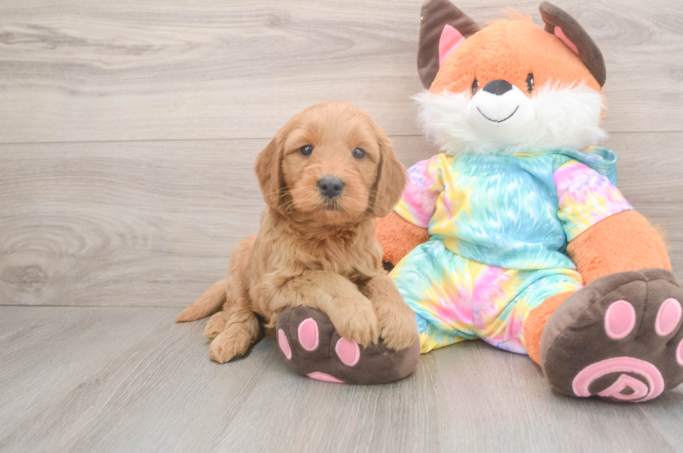 5 week old Mini Goldendoodle Puppy For Sale - Windy City Pups
