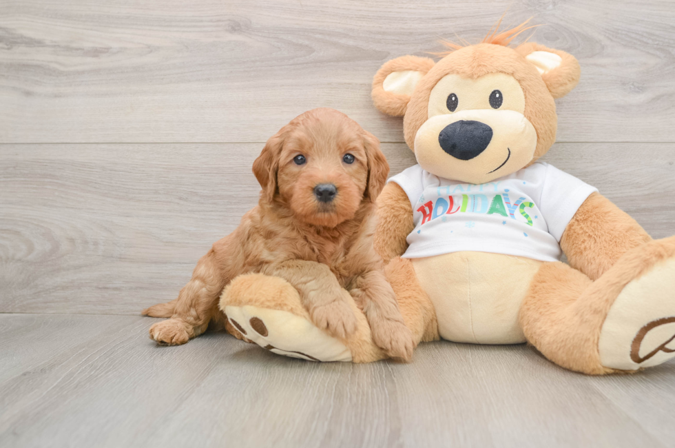 5 week old Mini Goldendoodle Puppy For Sale - Windy City Pups