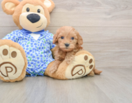 7 week old Mini Goldendoodle Puppy For Sale - Windy City Pups