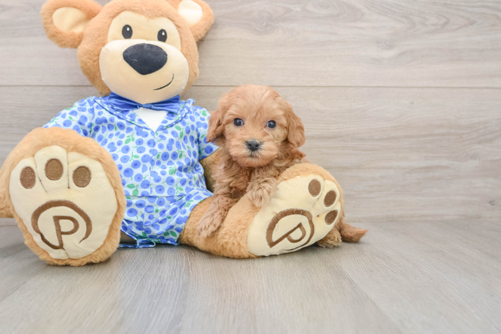 Fluffy Mini Goldendoodle Poodle Mix Pup