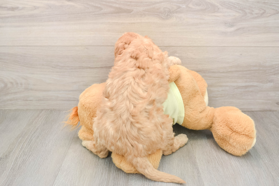 Adorable Golden Retriever Poodle Mix Poodle Mix Puppy