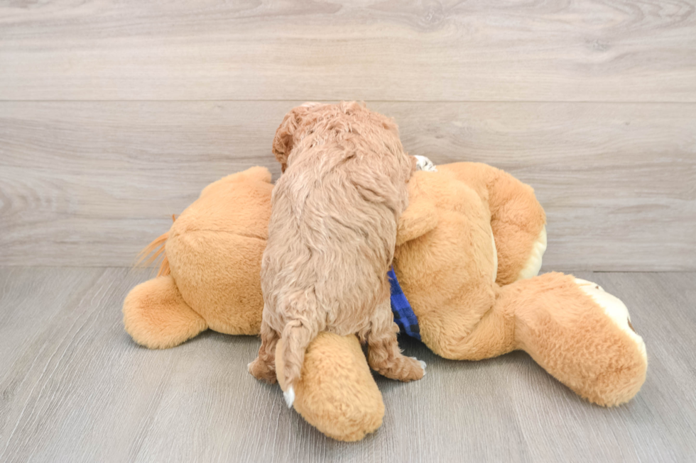 Adorable Golden Retriever Poodle Mix Poodle Mix Puppy