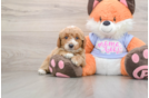 Little Mini Goldenpoo Poodle Mix Puppy