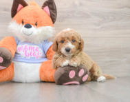 5 week old Mini Goldendoodle Puppy For Sale - Windy City Pups