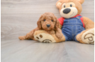 Mini Goldendoodle Puppy for Adoption