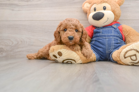 Mini Goldendoodle Puppy for Adoption