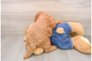Best Mini Goldendoodle Baby