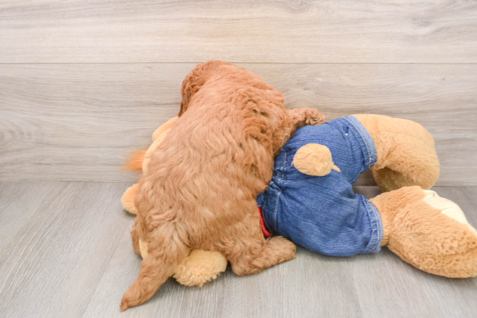 Best Mini Goldendoodle Baby