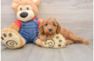 Best Mini Goldendoodle Baby