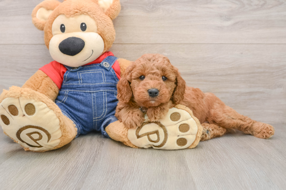 Best Mini Goldendoodle Baby