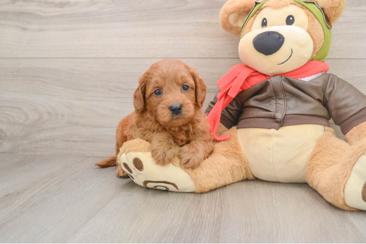 Happy Mini Goldendoodle Baby