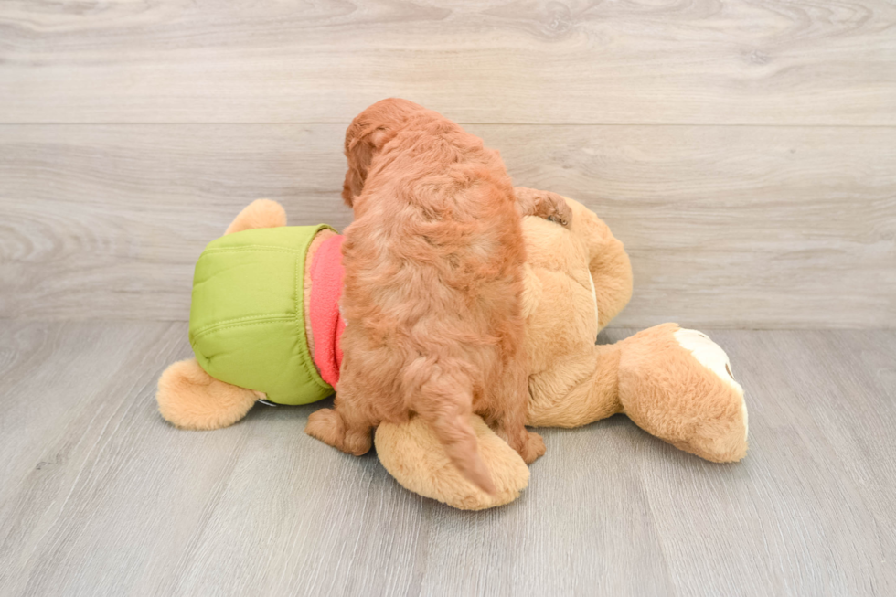 Small Mini Goldendoodle Baby