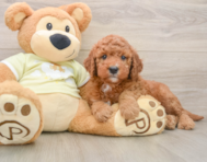5 week old Mini Goldendoodle Puppy For Sale - Windy City Pups