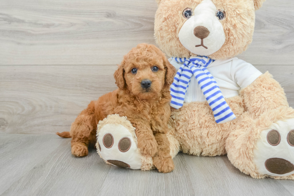 Small Mini Goldendoodle Baby